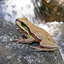 frogsalamander