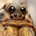 disgustinghuman:  spiderspiderspider:  “women