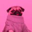 dogsandscience