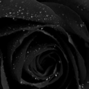 black-rose-29 - Rose Royalty