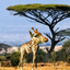 rosaltree