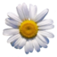 sonicsgif
