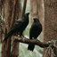 hoodedkarasu