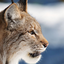 lynx--lynx
