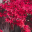 lovelygreengirl67-blog