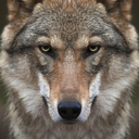 a77wolves:  	Gray Wolf by Liger 77  	Via