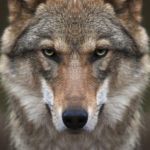 Porn photo a77wolves:  	Gray Wolf by Liger 77  	Via