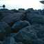 safaktorunu