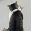 mmlovecat