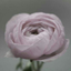 qabas985-blog