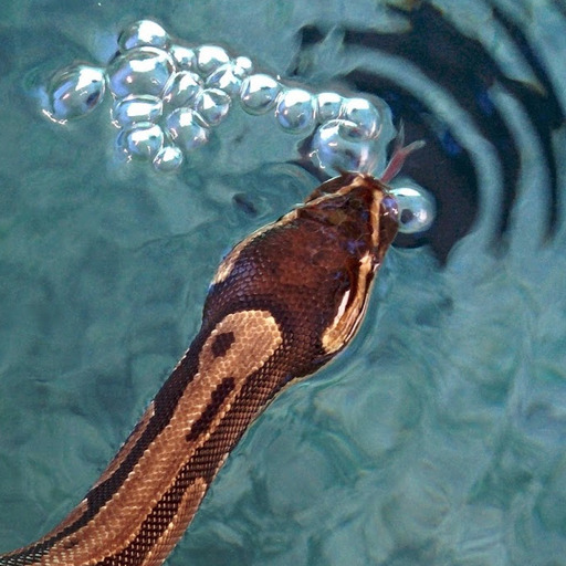 The Thirsty Little Snake That Swam Across the World