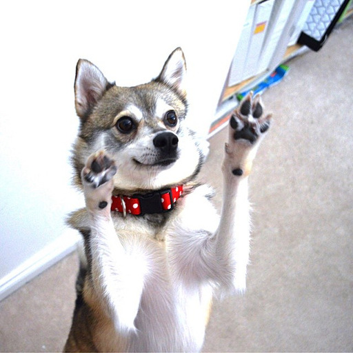 kobikleekai:  This is how he reacted when he saw the orange slide!