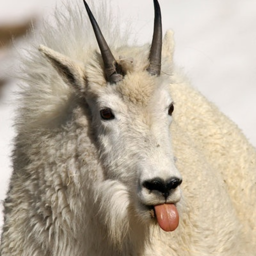 patcheel:  yousuchcock:  I can’t stop lauhging   omfg