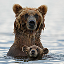 fuck-yeah-bears:  Grizly Bear Cub & Wolf