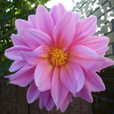 marillian-flowers avatar