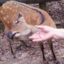fukigndeer