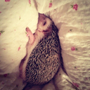 hedgehogs-ru avatar