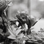 constanciya-blog