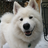 Skookum The Samoyed