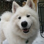 skookumthesamoyed