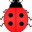 tumblingbug
