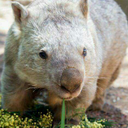 wlw-wombat avatar