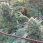 smoke-a-joint