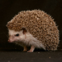 freeman-or-a-hedgehog-deactivat avatar