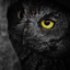 owlfingerss