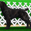 deltaccfinds