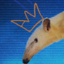 aardvarkmonarch