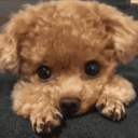 thatswherethesunsets: pupperluv:   Pure 