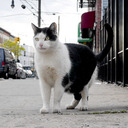 Felines Of New York