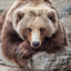 thinkinboutbears