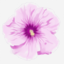 haunting-hibiscus