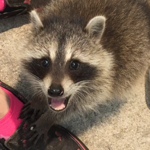 raccoon-mom: Baby raccoon waddles