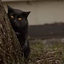 catanist