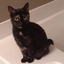 the-only-calico-queen