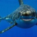 the-shark-diary-blog - The Shark Diary's