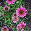 lovetheflowergirl11