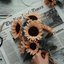 adventurus-sunflower