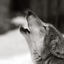 lay-with-wolves