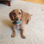 biggiethedachshund