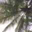 thetropicalnightlife