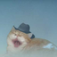 omw-to-steal-your-cats