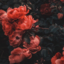 jnicoline