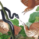 audubonillustrations avatar