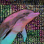 dolphinsmooch