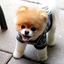 mustluvdog-blog