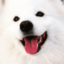 samoyedoninternet